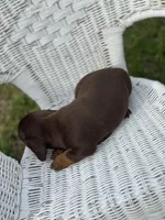 Mocha , a female Miniature Dachshund for sale in Ava, MO – Photo 7 of 7