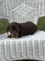 Mocha , a female Miniature Dachshund for sale in Ava, MO – Photo 6 of 7