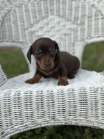 Mocha , a female Miniature Dachshund for sale in Ava, MO – Photo 3 of 7