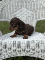 Mocha , a female Miniature Dachshund for sale in Ava, MO – Photo 5 of 7