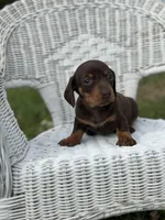 Mocha , a female Miniature Dachshund for sale in Ava, MO – Photo 4 of 7