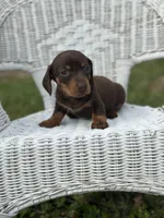 Mocha , a female Miniature Dachshund for sale in Ava, MO – Photo 1 of 7