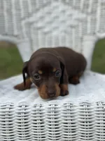 Mocha , a female Miniature Dachshund for sale in Ava, MO – Photo 2 of 7