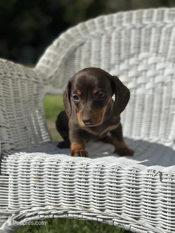 Mocha  – Miniature Dachshund puppy for sale in Ava, MO