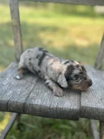 Hollywood, a male Miniature Dachshund for sale in Ava, MO – 4 of 6