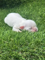 Snowball, a male Shih Tzu for sale in Ava, MO – 5 of 8