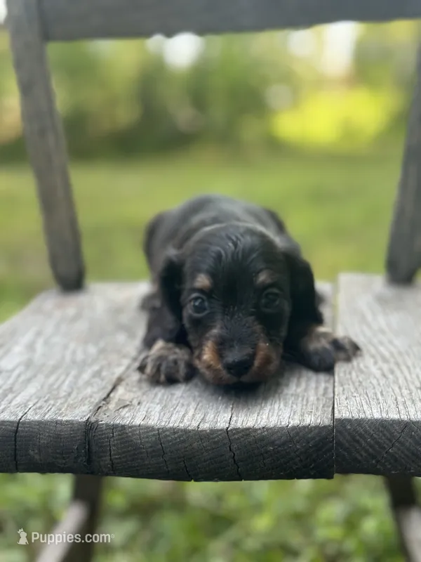 Redbud  – Miniature Dachshund puppy for sale in Ava, MO