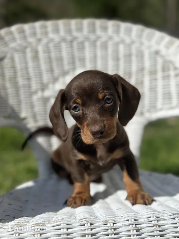 Misti  – Miniature Dachshund puppy for sale in Ava, MO