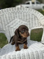 Misti , a female Miniature Dachshund for sale in Ava, MO – Photo 4 of 4