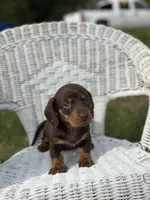 Misti , a female Miniature Dachshund for sale in Ava, MO – Photo 2 of 4