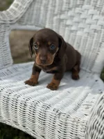 Misti , a female Miniature Dachshund for sale in Ava, MO – Photo 3 of 4