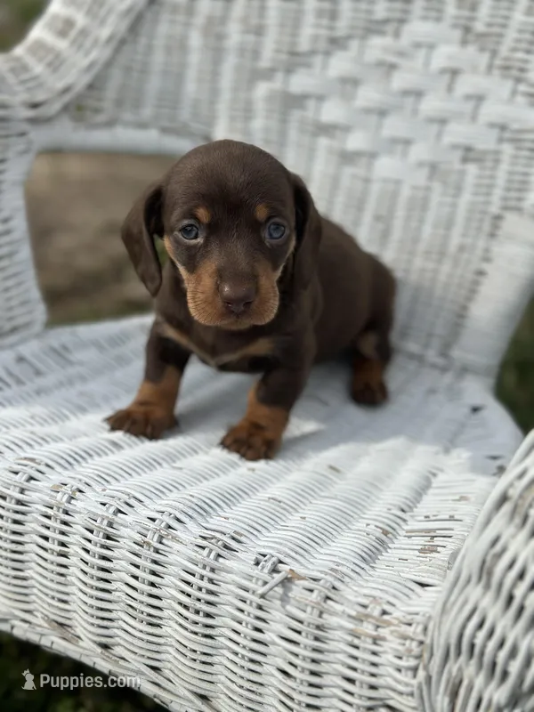 Misti  – Miniature Dachshund puppy for sale in Ava, MO