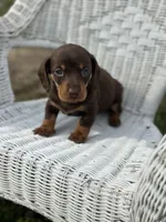 Misti , a female Miniature Dachshund for sale in Ava, MO – Photo 1 of 4