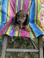 Dolly, a female Miniature Dachshund for sale in Ava, MO – 4 of 6