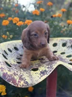 Myrtle , a female Miniature Dachshund for sale in Ava, MO – 5 of 5