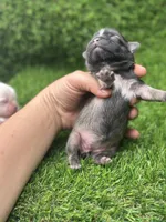 Bluey, a female Shih Tzu for sale in Ava, MO – 6 of 8