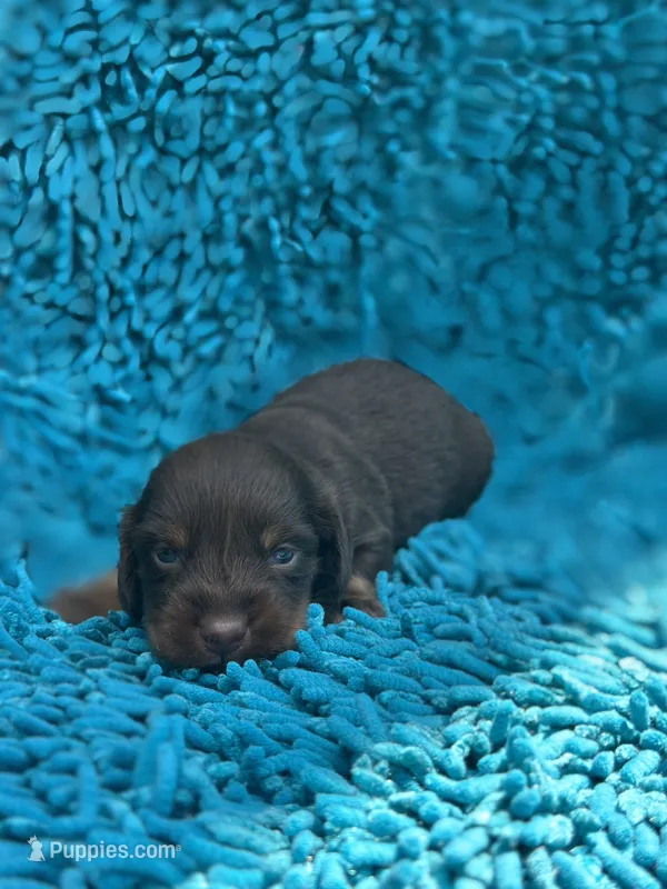 Jesse  – Miniature Dachshund puppy for sale in Ava, MO