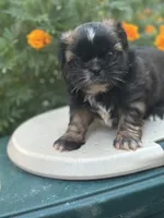Belle , a female Shih Tzu for sale in Ava, MO – 5 of 10