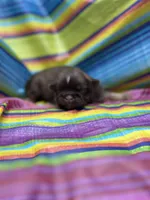 Unique , a male Shih Tzu for sale in Ava, MO – 3 of 8