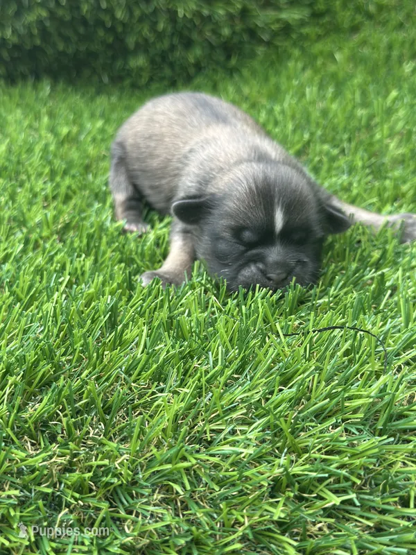 Bluey – Shih Tzu puppy for sale in Ava, MO