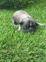 Bluey, a female Shih Tzu for sale in Ava, MO – 1 of 8