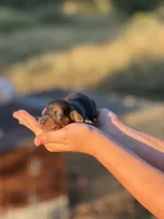 Scooter , a male Miniature Dachshund for sale in Ava, MO – 4 of 4