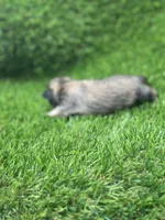 Bluey, a female Shih Tzu for sale in Ava, MO – 5 of 8
