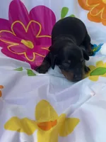 Sugar , a female Miniature Dachshund for sale in Ava, MO – 2 of 4