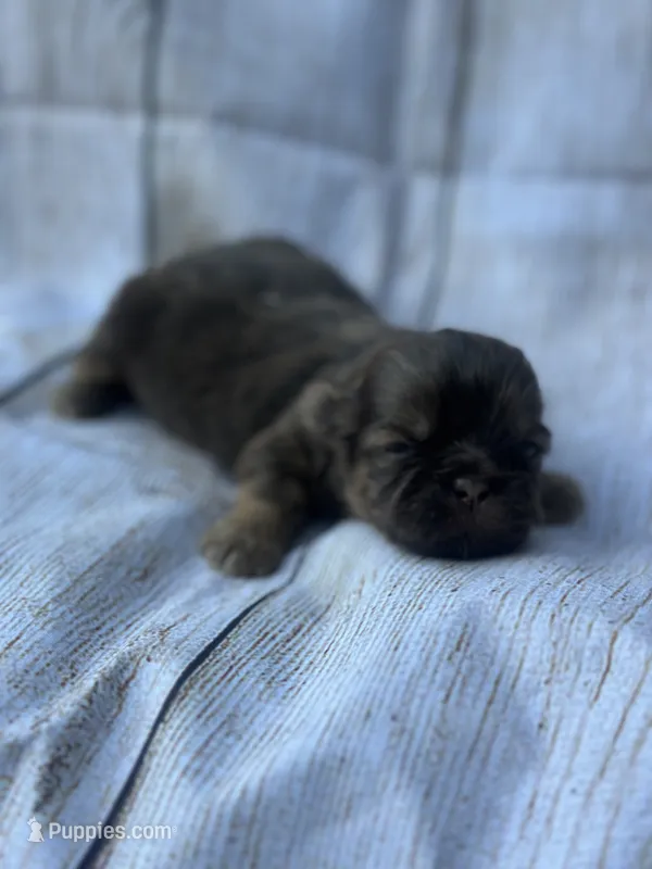 Fancy  – Shih Tzu puppy for sale in Ava, MO