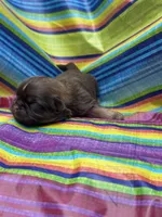 Unique , a male Shih Tzu for sale in Ava, MO – 8 of 8