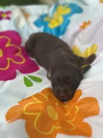 Jesse , a male Miniature Dachshund for sale in Ava, MO – 5 of 5