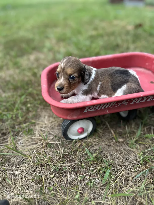 Fancy  – Miniature Dachshund puppy for sale in Ava, MO