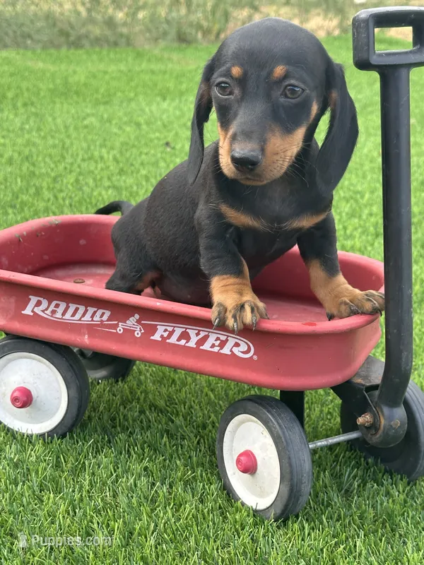 Pepper – Miniature Dachshund puppy for sale in Ava, MO