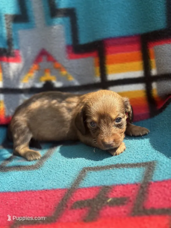Mizz – Miniature Dachshund puppy for sale in Ava, MO