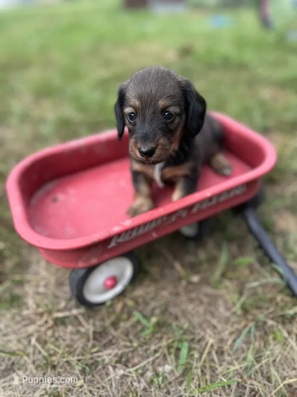 Dolly – Miniature Dachshund puppy for sale in Ava, MO