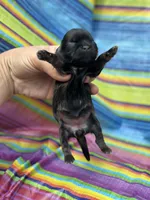 Emily , a female Shih Tzu for sale in Ava, MO – 5 of 5