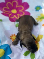 Maple , a female Miniature Dachshund for sale in Ava, MO – 4 of 5