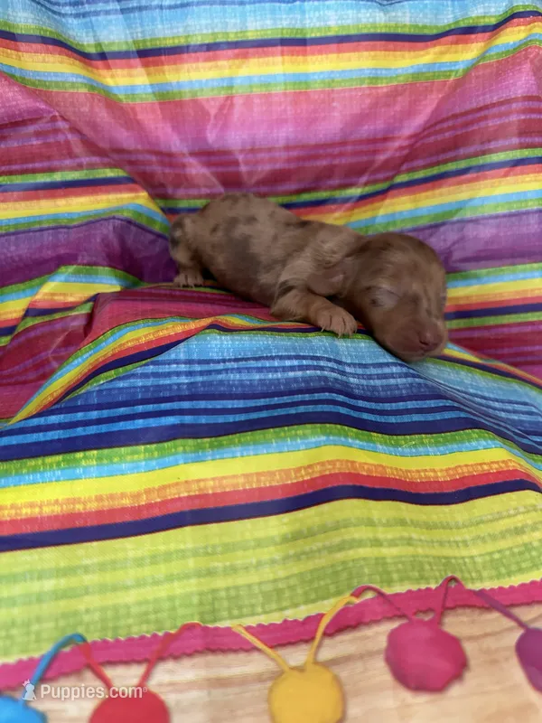 Sapphire  – Miniature Dachshund puppy for sale in Ava, MO
