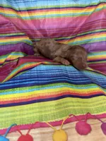 Sapphire , a female Miniature Dachshund for sale in Ava, MO – 1 of 5