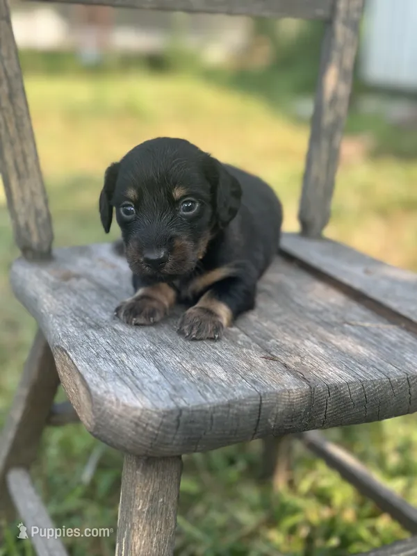 Cyprus  – Miniature Dachshund puppy for sale in Ava, MO