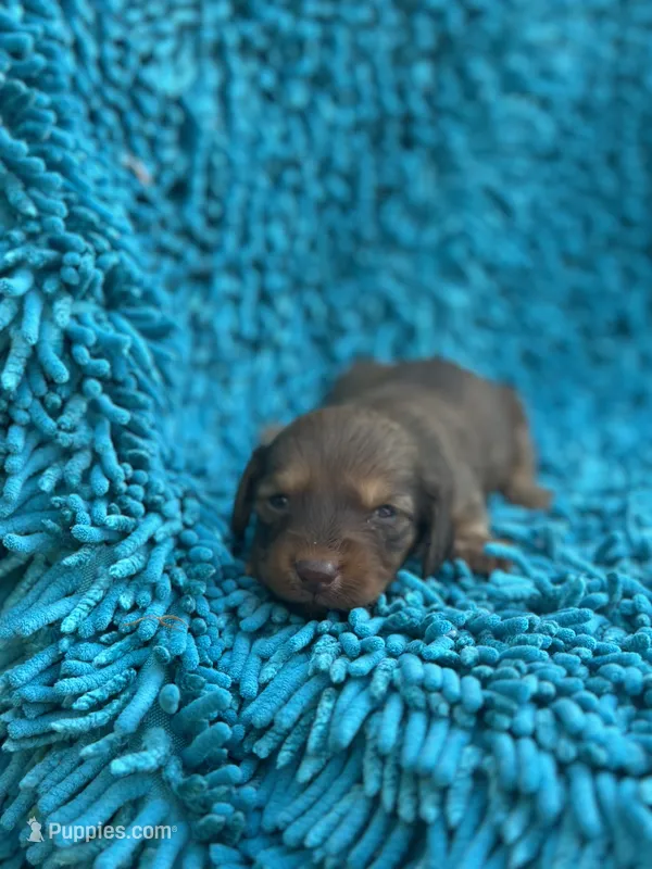 Mizz – Miniature Dachshund puppy for sale in Ava, MO