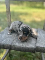 Hollywood, a male Miniature Dachshund for sale in Ava, MO – 3 of 6