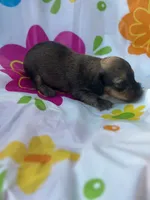 Willow , a female Miniature Dachshund for sale in Ava, MO – 2 of 4
