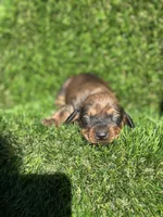 Sassy, a female Miniature Dachshund for sale in Ava, MO – 2 of 6