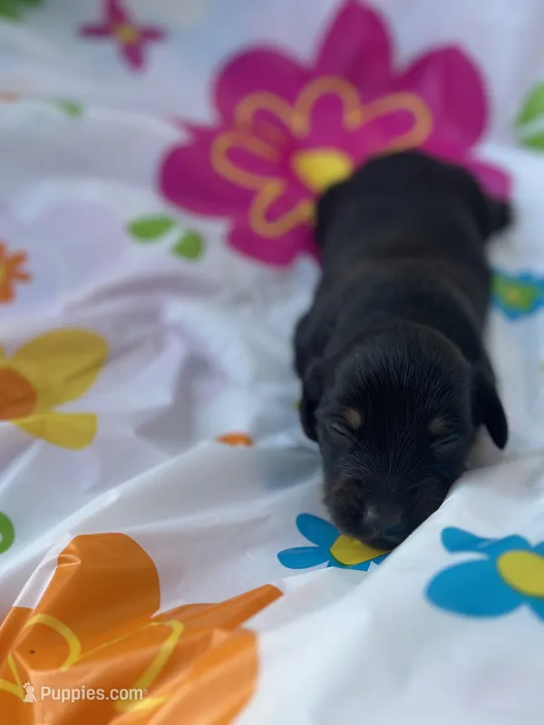 Cyprus  – Miniature Dachshund puppy for sale in Ava, MO