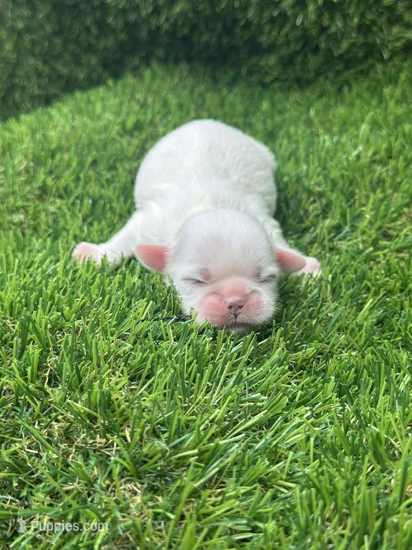 Snowball – Shih Tzu puppy for sale in Ava, MO