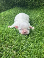 Snowball, a male Shih Tzu for sale in Ava, MO – 1 of 8