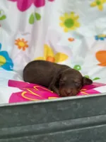 Myrtle , a female Miniature Dachshund for sale in Ava, MO – 2 of 6
