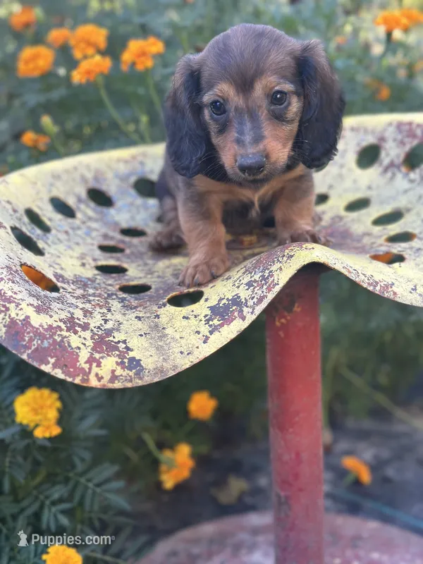 Boss hog  – Miniature Dachshund puppy for sale in Ava, MO