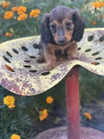 Boss hog , a male Miniature Dachshund for sale in Ava, MO – 1 of 8